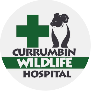 currumbin-wildlife-hospital.png
